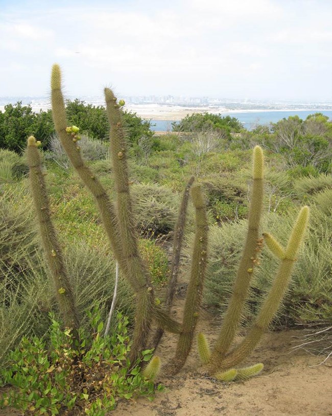 Cluster of golden club cacti (Bergerocactus emoryi) growing among lower shrubs